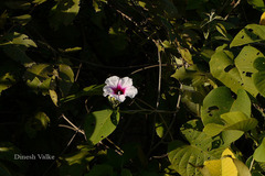 Ipomoea campanulata